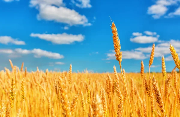 Vista Spighe Grano Cielo Azzurro Nuvoloso — Foto Stock