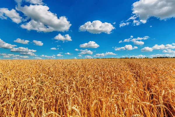 Вид Поле Колосьев Пшеницы Голубое Облачное Небо — стоковое фото