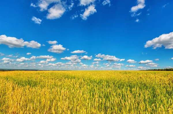 Blick Auf Weizenähren Und Blauen Bewölkten Himmel — Stockfoto