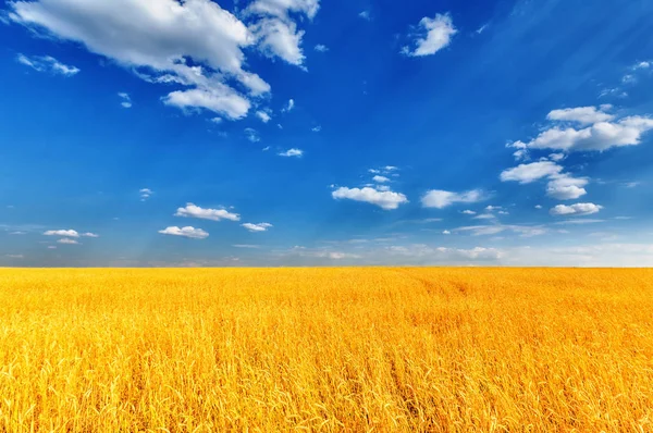 Orecchie di grano e cielo nuvoloso — Foto Stock