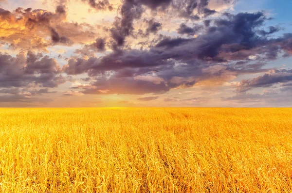 Pôr do sol sobre as orelhas de trigo — Fotografia de Stock