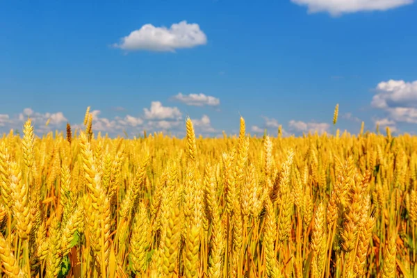 Wheat ears and cloudy sky — Stock Photo, Image