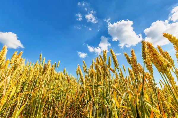 Orelhas de trigo e céu nublado — Fotografia de Stock
