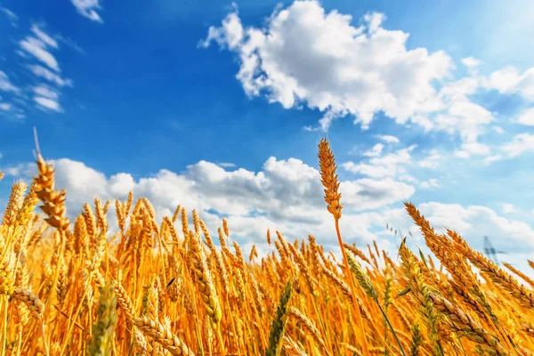 Wheat ears beneath cloudy sky and sunlight — ストック写真