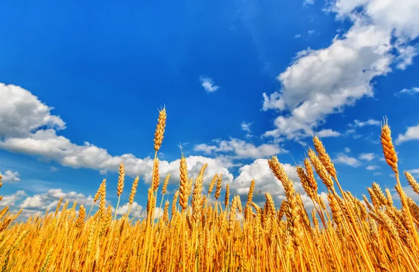 Orejas de trigo y cielo nublado — Foto de Stock