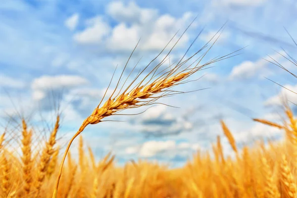 Orejas de trigo y cielo nublado — Foto de Stock