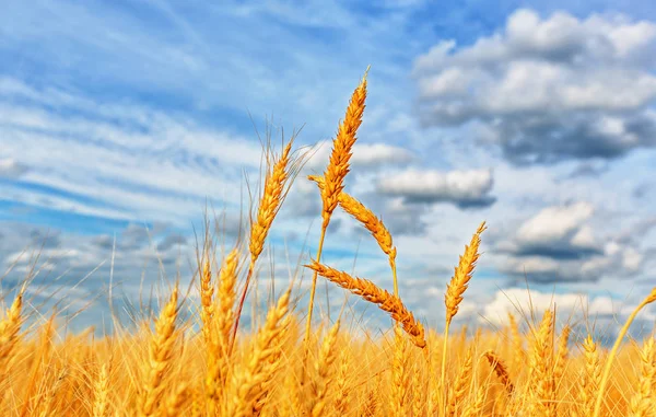 Orecchie di grano e cielo nuvoloso — Foto Stock