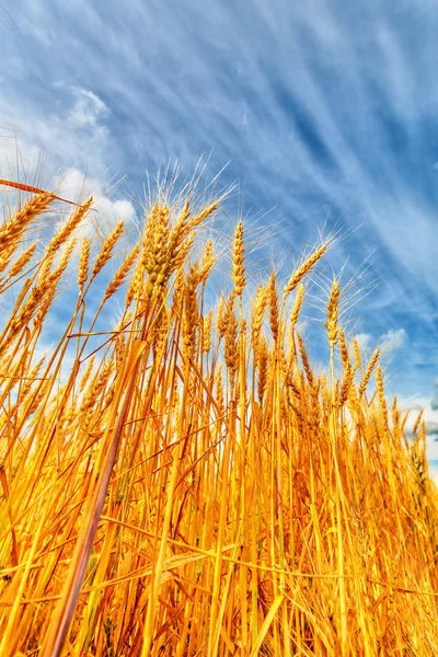 Orecchie di grano e cielo nuvoloso — Foto Stock