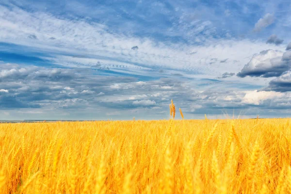 Orecchie di grano e cielo nuvoloso — Foto Stock