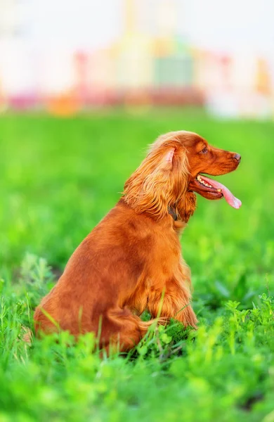 영국 투 계 사 spaniel — 스톡 사진