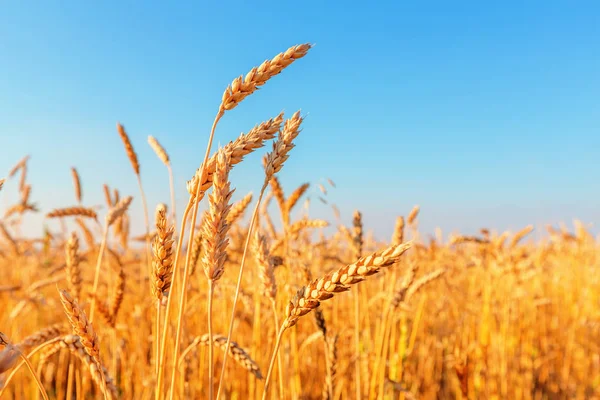 Buğday kulak ve berrak gökyüzü — Stok fotoğraf