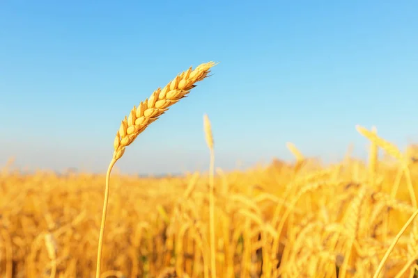 Wheat ears and clear sky — Stock Photo, Image