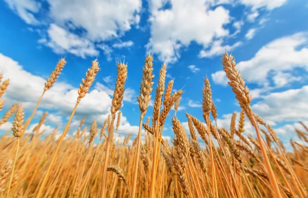 Wheat ears and cloudy sky — Stock Photo, Image