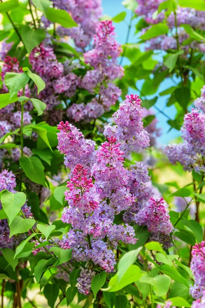 Blooming Rose Lilac Green Leaves Background Rain Spring Vibes Shallow — Stock Photo, Image