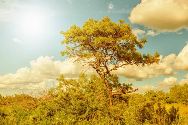 여름에는 사이에 나무늘보 — 스톡 사진