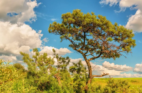 Havtorn Träd Bland Buskar Och Gräs Sommardagen — Stockfoto