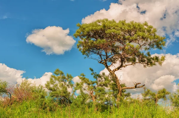 Albero Olivello Spinoso Tra Cespugli Erba Nel Giorno Estate — Foto Stock