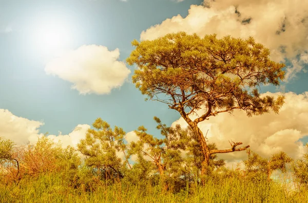 夏の日に茂みや草の間の海のクロウメモドキ — ストック写真