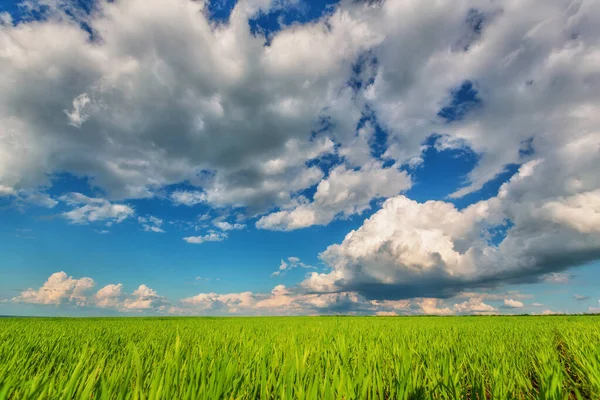 Feld Und Blauer Bewölkter Himmel Hintergrund Natur — Stockfoto