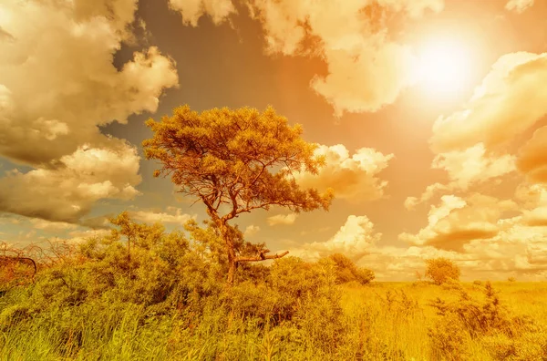 Albero Olivello Spinoso Tra Cespugli Erba Nel Giorno Estate — Foto Stock