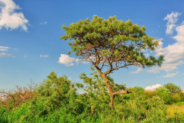 Sea Buckthorn Tree Bushes Grass Summer Day — Stock Photo, Image