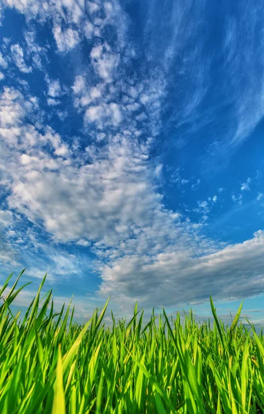Nuvens Sobre Uma Grama Verde Natureza Fundo — Fotografia de Stock