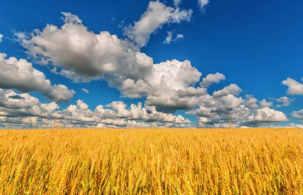 Vista Spighe Grano Cielo Azzurro Nuvoloso — Foto Stock