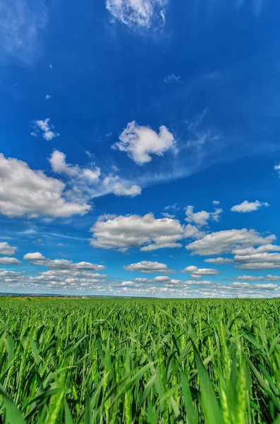 Campo Céu Azul Nublado Natureza Fundo — Fotografia de Stock