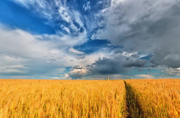 黄色的田野和多云的天空 — 图库照片