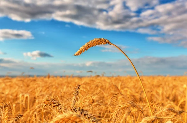 Wheat Ear Background Field Cloudy Sky Shallow Dof — Stock Photo, Image