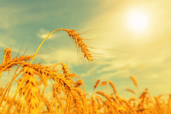 Bulutlu Gökyüzünün Arka Planında Buğday Kulakları Sığ Dof — Stok fotoğraf