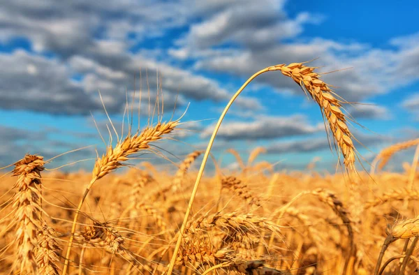 Wheat Field Background Cloudy Sky Shallow Dof — Stock Photo, Image