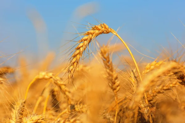 Buğday Tarlası Kulakları Sığ Dof — Stok fotoğraf