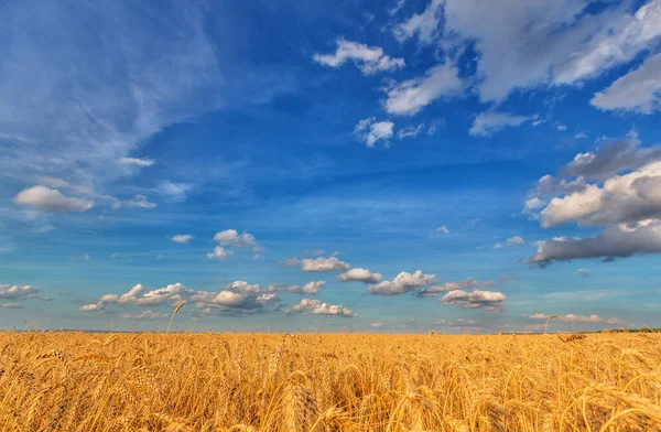黄麦田和多云的天空景观 — 图库照片