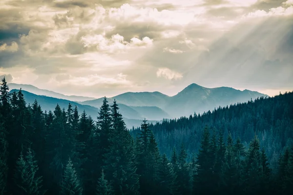 Panorama Des Montagnes Spectaculaires Inspirantes Belle Journée Été Tatras Fleurs — Photo