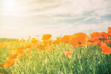 Haşhaş çiçekleri retro vintage yaz arka plan, sığ derinlik-in tarla yeşil arka plan üzerinde kırmızı çiçekli. Çayır çiçeklerle güzel parlak kırmızı haşhaş bahar.