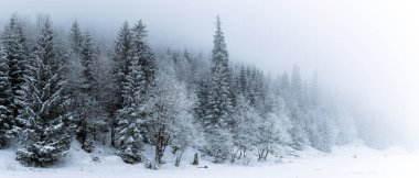 Kış beyaz orman panorama karda Tatra Dağları, Noel arka plan ile. Panoramik güzel kış ilham verici manzara görünümü.