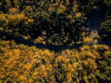 Havadan görünümü görünümü, dron bakış açısı yukarıdan Sonbahar ormanın içinde yol. İlham verici sonbahar sezonu manzara arka plan.