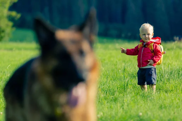 Хлопчик Грає Собакою Зеленому Лузі Маленька Дитина Відпустці Натхненна Концепція Ліцензійні Стокові Фото