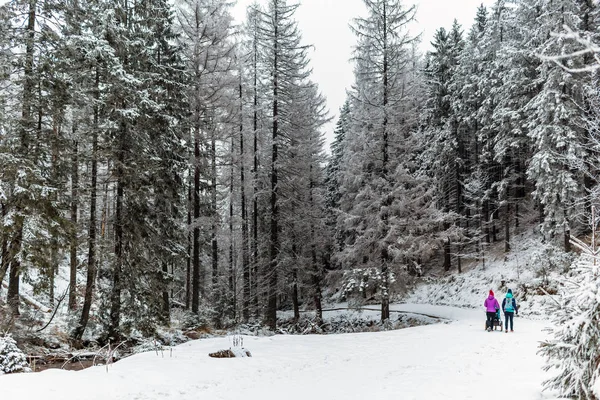 母亲带着婴儿推车在冬天的森林里享受母亲的生活 山上的风景 两个女人在树林里用雪橇婴儿车徒步旅行 美丽的冬日雪天的励志山 — 图库照片
