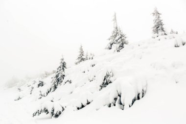 Kış orman, beyaz ilham verici manzara ağaçlar. Çam ağaçları derin toz kar. Kopya alanı ile güzel bir ilham verici manzara.