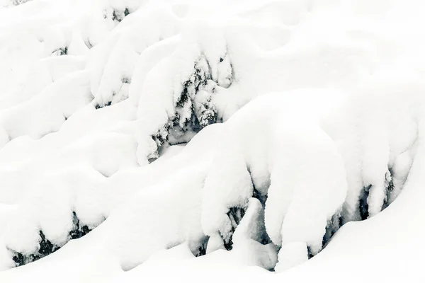 Winter Forest White Trees Inspiring Landscape Deep Powder Snow Pine — Stock Photo, Image