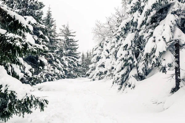 Winter Forest Wit Bomen Inspirerende Landschap Witte Weg Voetpad Met — Stockfoto