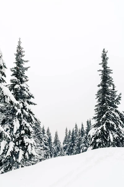 冬天的森林 白色的树木鼓舞人心的景观 白色的道路或有深粉雪的人行道 美丽的鼓舞人心的场景与框架树与复制空间 — 图库照片