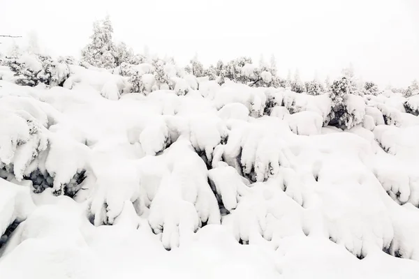 Winter Forest Wit Bomen Inspirerende Landschap Diepe Poeder Sneeuw Pijnbomen — Stockfoto
