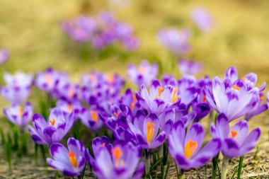Yeşil çimlerin ve çiçeklerin üzerinde Crocus 'un yakın çekimi