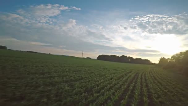 从空中看绿地 日落时的农业和农业概念 低空飞行 — 图库视频影像