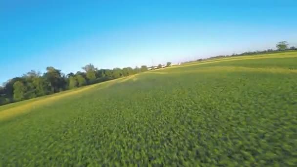 Glij Snel Vanuit Lucht Groene Gele Velden Racedrone Vliegend Tussen — Stockvideo