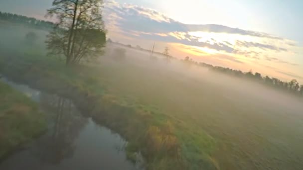 Glissant au ralenti vue aérienne du matin brumeux au-dessus d'un champ et d'une rivière. Drone volant entre les arbres, vue sur les oiseaux .