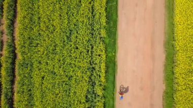 Sarı Colza tarlaları arasında dağ yolunda bisiklete binen adam, yukarıdan dron manzaralı bisiklet süren adam. Fotoğraf: Dji Maviç Pro 2.7k D-Log.